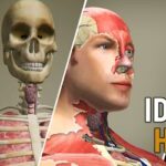 Idle Human Mod APK