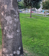 Camera 4K Pro - Perfect Selfie APK